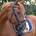 Marengos Soft Crystal Bridle for Horses & Ponies | Anatomically Shaped English Leather Bridle & Accessories in Black - Buy Online on SooperMarket.com