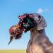 Romneys Pheasant Dummy 500g | Real Plumage & Feather Training Dummy for Hunting Dogs | Floatable Wild Dummy - Buy Online on SooperMarket.com