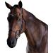 Collegiate 2021 Comfitec Crystal Bridle 80770 - Black Warmblood | Premium Equestrian Gear for International Shipping - Buy Online on SooperMarket.com