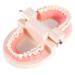 Model Teeth Dental Study - 10x8x7 PVC Teaching Aid for Kids | Learn to Brush Teeth - Buy Online on SooperMarket.com