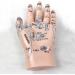 1 Pair of Human Human Body Hand Template PVC Model Chinese Hand Reflex Area Reflexology - Buy Online on SooperMarket.com