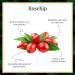 Good Vibes Rosehip Face Serum - Hydrating Natural Formula for All Skin Types | Paraben & Sulfate Free - 30 ml - Buy Online on SooperMarket.com