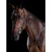 Collegiate 2021 Comfitec Crystal Bridle 80770 - Black Warmblood | Premium Equestrian Gear for International Shipping - Buy Online on SooperMarket.com
