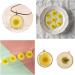 50pcs Natural Dried Daisy Flowers - Vacuum Packed for Decoration & Jewelry Making (5 Colors) - Buy Online on SooperMarket.com
