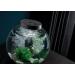 Biorb 78134 Fairytales Decor Set - Realistic Artificial Aquatic Plants Roots & Stones for Freshwater & Saltwater Aquariums | 15L Aquarium Design - Buy Online on SooperMarket.com