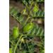 Organic Whole Red Lentils  3 Pounds  Non-GMO  Dry Raw Lentils  Sproutable  Vegan  Kosher  Bulk. Easy to Cook. Good Source of Folate  Fiber  and Protein. Perfect for Lentil Soup  Stews  and Curry. - Buy Online on SooperMarket.com