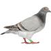 600 Pcs Pigeon Foot Ring Chicken Foot Ring Baby Large 1X0.5cmx3pcs Colorfulx3pcs - Buy Online on SooperMarket.com