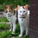 Hepplly 2-Pack Quick Release Reflective Cat Collars with Bell - Black Kitten Collars for Safe Stylish Pets | International Shipping Available - Buy Online on SooperMarket.com