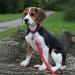 Adjustable Double Pet Trainer Leash - No Tangle Double Dog Leash for Dual Use | Weescie - Buy Online on SooperMarket.com