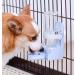 Gearific 500ml Pet Automatic Water Fountain Water Feeder Suspended Water Dispenser Small Animal Water Bottle for Cats Hamster Rabbits (Blue) - Buy Online on SooperMarket.com