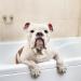 Iv San Bernard Trad Pek Conditioner 250 ml - Nourishing Dog Hair Care for All Breeds | International Shipping Available - Buy Online on SooperMarket.com