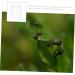 Minkissy 5pcs Ant Farm Habitat - Water Feeder & Ant Feeding Castle - Science Ant Colony Nest Box (2.8x2.5cm) - Buy Online on SooperMarket.com