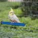 PINVNBY Bird Perch Stand Toy Natural Wooden Parrot Claw Sticks Budgie Playground Grinding Paw Cage Accessories Exercise Toy for Cockatiel Conure Parakeet - Buy Online on SooperMarket.com
