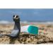 SHARKBANZ 2 Magnetic Shark Repellent Band - White/Seafoam | For Swimming, Surfing, Diving, Snorkeling & Ocean Sports - Buy Online on SooperMarket.com