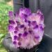 Purpl Phantom Quartz Crystal Cluster Specimen 400g Suitable for Home HOMEZHOU - Buy Online on SooperMarket.com