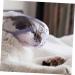 Kisangel 2pcs Cat Muzzle Cat Dog Muzzles Cat Head Muzzle Transparent Muzzle Cat Pp - Buy Online on SooperMarket.com