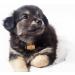 Buy Langjitianya Bernhardiner Rescue Barrel Collar for Small Dogs - Adjustable Mini-Barrel Band (Size S) in Braun - International Shipping Available - Buy Online on SooperMarket.com