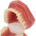 Teeth Demonstration Model - Orthodontic Mouth Training Reusable 28 Tooth Simulation for Dental Professionals & Hospitals - Buy Online on SooperMarket.com