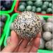 Crystal Meditation Healing Natural Speckled Stone Crystal Ball as a Wedding Decoration Furniture Decoration Meditation Crystal - Buy Online on SooperMarket.com