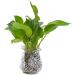 EBOOT 10000 Gel Soil Water Crystal Beads - Clear Jelly Water Gems Vase Filler - Buy Online on SooperMarket.com
