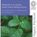 Absolute Aromas Organic Patchouli Essential Oil 10ml - 100% Pure Natural Vegan - for Diffuser & Aromatherapy - Buy Online on SooperMarket.com