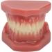 Teeth Demonstration Model - Orthodontic Mouth Training Reusable 28 Tooth Simulation for Dental Professionals & Hospitals - Buy Online on SooperMarket.com