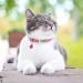 Tagme Cat Collar - 2 Pack Pink Adjustable Neck Band with Name & Phone Number Safety Clasp & Bell Standard Size 18-31 cm - Buy Online on SooperMarket.com