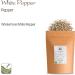 White Peppercorns Whole 100g - Premium White Peppercorn Spice - Buy Online on SooperMarket.com