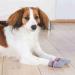 Trixie 19504 Dog Socks - Anti-Slip Large (L) Grey - 2 Pcs - Ideal for Dogs | International Shipping Available - Buy Online on SooperMarket.com