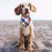 SLSON 14 Pack Dog Bandanas Plaid Dog Scarf Washable Triangle Pet Bibs Kerchief for Puppy Small Dog and Medium Dog Cat Pets - Buy Online on SooperMarket.com