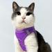 Joyal Dog Harness - Reflective Soft Padded Air-Mesh for Small Dogs & Cats XXS (31-34cm) - Purple - Buy Online on SooperMarket.com