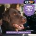 VetIQ Serene-UM Xtra Calming Tablets (60 ct) - Natural Pet Stress Relief - Buy Online on SooperMarket.com