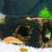 CTPENG Aquarium Cave - Kunst Resin Betta Decoration - Ideal for Small & Medium Aquariums (Harz 13.5x9x5.5 cm) - Buy Online on SooperMarket.com