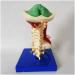LifeSize Cervical Vertebra Template - Model of Human Being with Nerves Cerebral Trunk Occipital Bone Armpit - Buy Online on SooperMarket.com