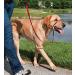 Meta Title: PetSafe Easy Walk Head Collar Red - Adjustable Training Solution - Buy Online on SooperMarket.com