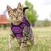 Breakproof Cat Leash Set with Adjustable Reflective Vest & Dishes for Small Kittens - Purple XS - Buy Online on SooperMarket.com