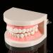 Model Teeth Dental Study - 10x8x7 PVC Teaching Aid for Kids | Learn to Brush Teeth - Buy Online on SooperMarket.com