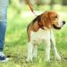 Adjustable Double Pet Trainer Leash - No Tangle Double Dog Leash for Dual Use | Weescie - Buy Online on SooperMarket.com