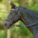 Heinick-Reitsport Black Bitless Bridle | Glow Series Crossunder for Thoroughbreds | International Shipping Available - Buy Online on SooperMarket.com
