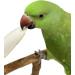 Pack of 4 Medium Cuttlebones for Birds, Tortoise, Snails, and Parakeets - Calcium Block Alternative for All Breeds - 3.5 to 4 Inches - Buy Online on SooperMarket.com