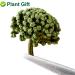 Plant Gift Panax Notoginseng Flower 60G/2.12oz Tienchi Notoginseng Tea Tienchi Ginseng - Buy Online on SooperMarket.com