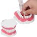 Teeth Model Toothbrushes - Dental Teaching Tool Kit | 120 Open & Clear View for Effective Learning - Buy Online on SooperMarket.com