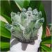 Stone Crafts Green Ghost Phantom Quartz Crystal Cluster Specimen kaixun (Size : 500-600g) - Buy Online on SooperMarket.com