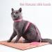 Yutou Soft Cat Dishes & Adjustable Leash Set - Outbreak-Proof Harness for Kittens Puppies & Rabbits - Buy Online on SooperMarket.com