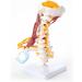 Human Anatomical Model Cervical Vertebra Model Cervical Spine with Neck Artery Occipital Bone Disc and Nerve Modelflexible - Buy Online on SooperMarket.com