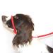 Dog & Field Figure 8 Anti Pull Lead / Halter / Head Collar (RED) - One Size Fits All - Super Soft Braided Nylon - Fitting Instructions Included- Comfortable Kind Supple Secure and Proven to Make Your Walks More Enjoyable - No More Pulling!