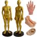 Human TCM Meridian Point Model Acupuncture Female Model Male Model + Hand Model + Foot Model + Ear Model