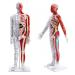 Male Acupuncture and Muscle Model Acupuncture Manikin 85Cm Meridian Anatomy Models with Accurate Lettering of Acupuncture Points for Teaching Training Presentation