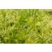 Organic French Green Lentils 10 Pounds - Non-GMO Whole Dry Beans | Raw Sproutable Vegan Kosher Bulk - High in Folate, Fiber, Plant-Based Protein | Ideal for Soups, Chili, Stews, Curries - Buy Online on SooperMarket.com