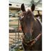 Circle Y Distressed Beaded Leather Browband Headstall - Walnut | Horse Bridle - Buy Online on SooperMarket.com